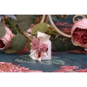 Papillon rose sur capucine