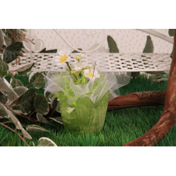 Tulipe givrée verte