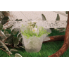 Tulipe givrée blanche